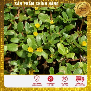 COMBO 2 gói hạt giống rau sam TẶNG 1 phân bón