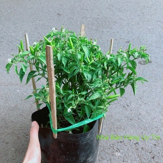 Cây ớt hiểm