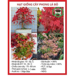 Hạt giống cây phong lá đỏ nhật bản - gói 10 hạt - dc