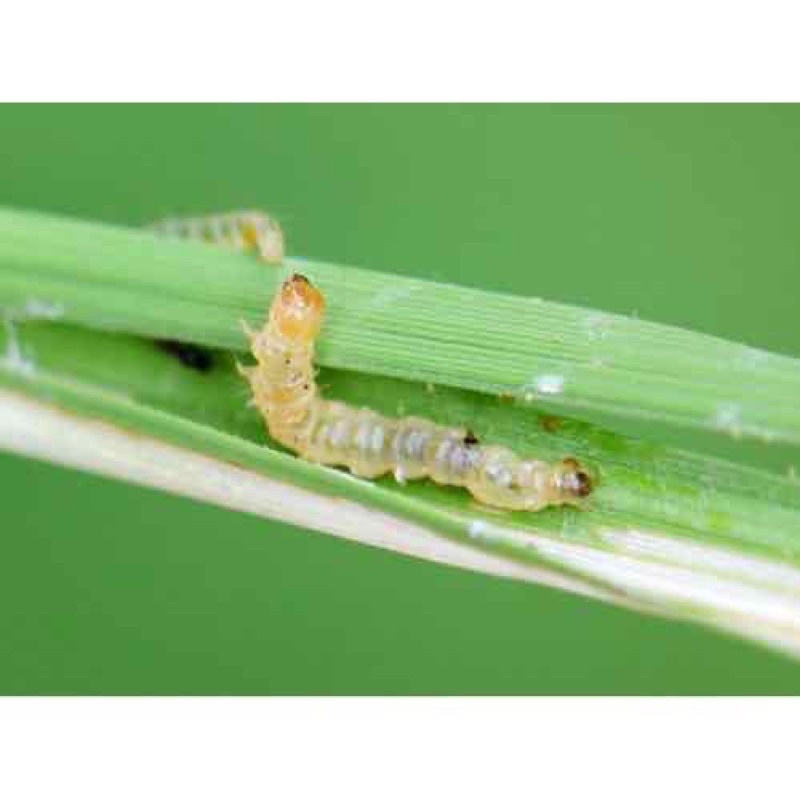 Chế Phẩm Sinh Học Diệt Các Loại Côn Trùng Cho Cây , Nhện Đỏ , Bọ Trĩ , Rệp . . . .