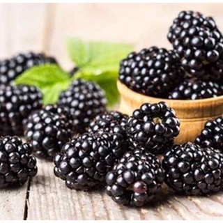 Cây giống mâm xôi, phúc bồn tử- Trang trí sân vườn- Decor-Phong thuỷ-Cây hoa kiểng Đồng Tháp