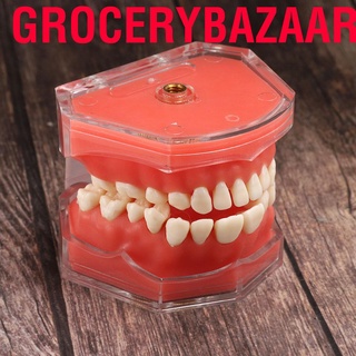 Grocerybazaar Gingiva Model Removable Teeth Soft Oral Demonstrating Dental Practice Teaching Tool