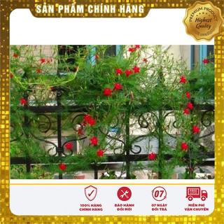 -30% COMBO 05 LOẠI HOA LEO GIÀN SIÊU ĐẸP