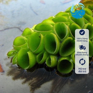Cây thuỷ sinh Bèo tổ ong