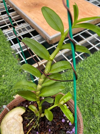 Lan phi điệp 5 cánh trắng PHÙ MỸ ,  Hàng var