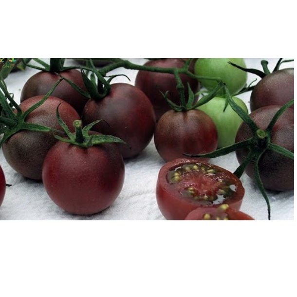 HẠT GIỐNG CÀ CHUA CHOCOLA PLUM