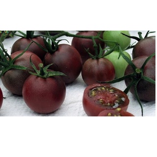 Hạt giống cà chua chocola plum