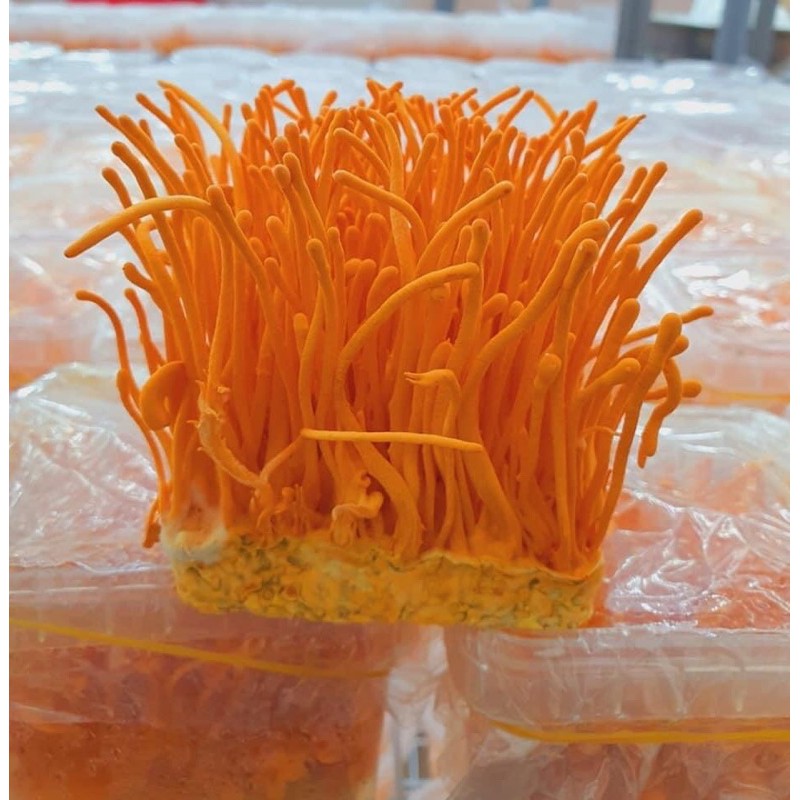 ĐÔNG TRÙNG HẠ THẢO TƯƠI