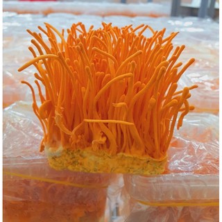 ĐÔNG TRÙNG HẠ THẢO TƯƠI