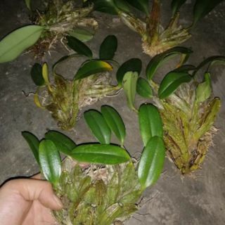 1 khóm lan vảy rồng cỡ(trung bình