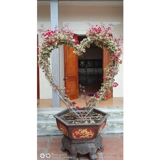 hoa giấy Cẩm thạch đỏ, vàng