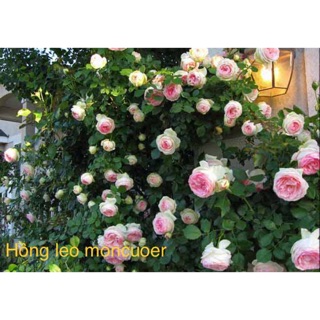 Cây giống hoa hồng leo ngoại