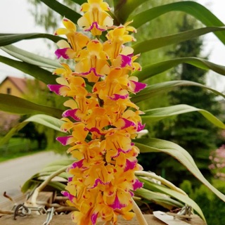 Hoàng nhạn tháng 4.