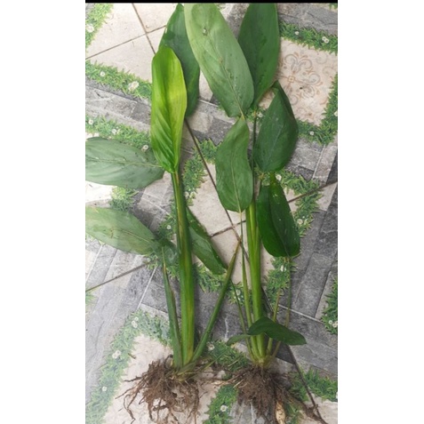 3 Cây giống môn bình tinh/ môn dong tinh/huỳnh tinh/mì tinh/củ lùn dài.