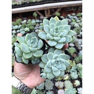 Sen đá sao băng mập ú ù 😘❤️