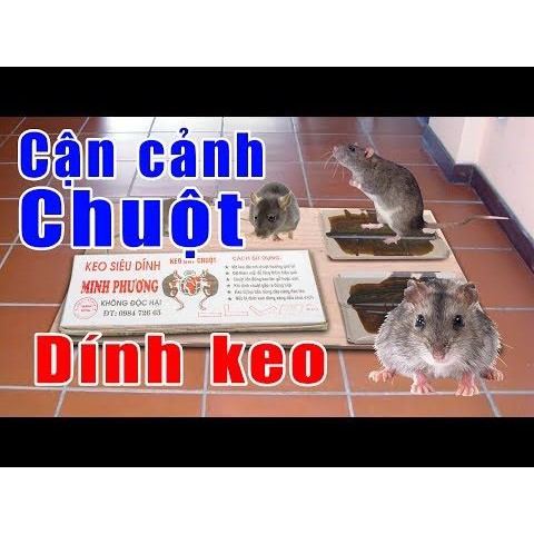 Keo dính chuột siêu chắc