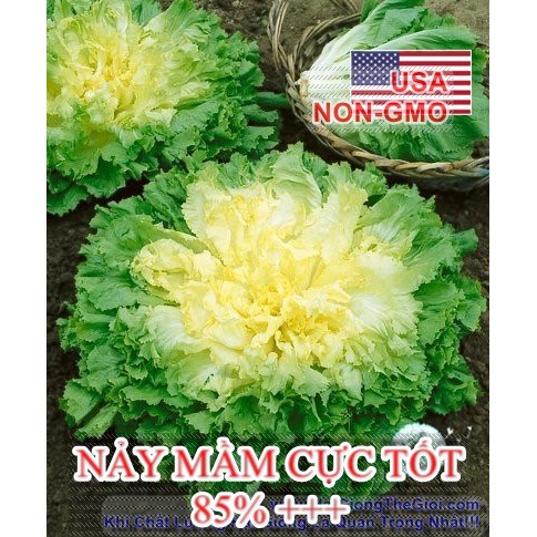 1500h Hạt Giống Xà Lách Escarole Broadleaf (B1.302| C18*V54)