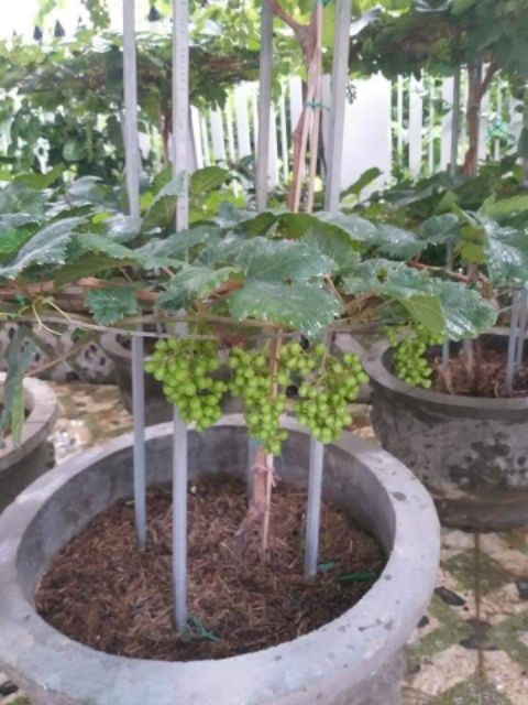 Hạt Giống Nho lùn F1 dễ trồng+ tặng kèm viên nén sơ dừa kích mầm ( ảnh khách trồng tại Nam Định và Đồng Nai)