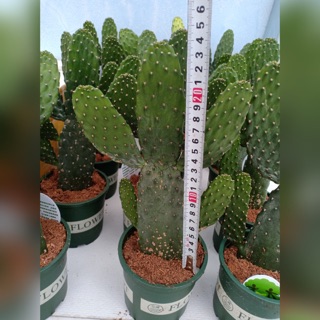 Xương rồng tai thỏ xanh lớn