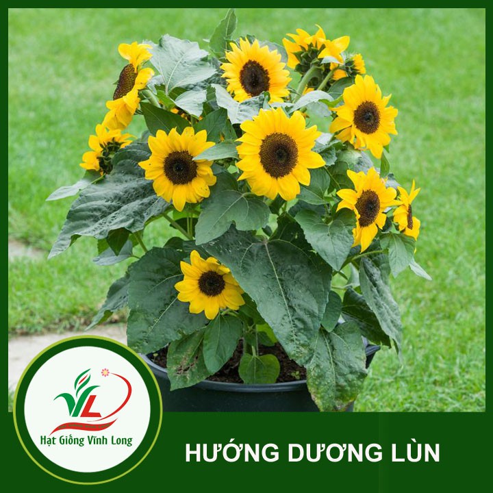 Hạt giống Hướng dương lùn RD 859