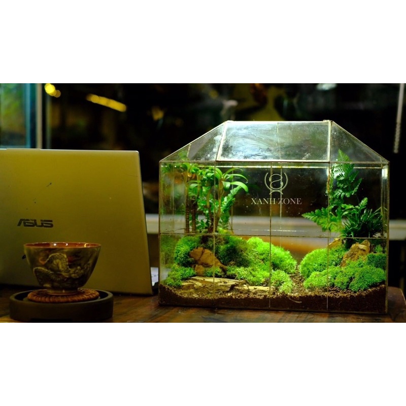 Rêu cỏ, rêu siêu bền thích hợp trồng bình terrarium, bán cạn, non bộ, tiểu cảnh, paludarium