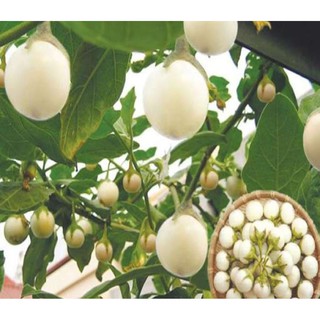 2GR - HẠT GIỐNG CÀ PHÁO TRẮNG