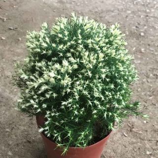 Tùng bồng lai giống mới