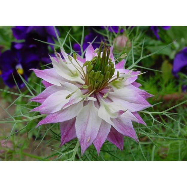Hạt giống hoa Kim cương Nigella F1 Nga - bảo thạch ba tư