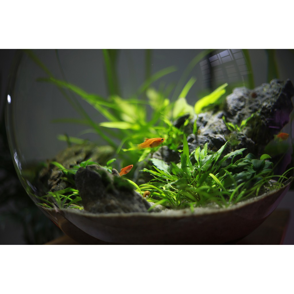 Bể cá thủy sinh mini để bàn Combo_CB1