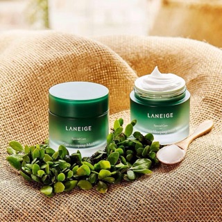 Laneige Cica Sleeping Mask – sức hút của dòng mặt nạ ngủ với thành phần nấm men rừng độc nhất