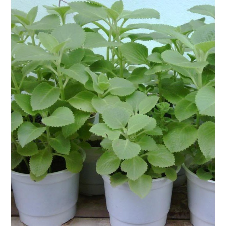 Hạt giống Rau Húng chanh hay tần dày lá -