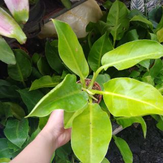 TRẦU BÀ ĐẾ VƯƠNG ( CÂY ĐẠI ĐẾ VƯƠNG)