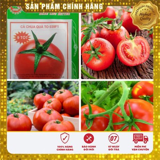 Hạt giống cà chua 9 tốt chịu nhiệt