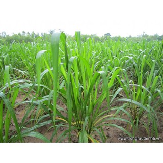 Gói 100GR hạt giống Cỏ Chịu Ngập Ubon Paspalum
