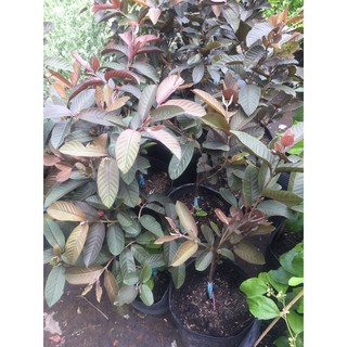 cây ổi tím cao 60-70cm