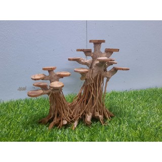 BONSAI rễ rừng tán gỗ