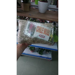DỚN TRẮNG TRỒNG LAN 100gr