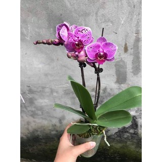 { SALE MANH } combo 5 cây Lan hồ điệp 2 ngồng nụ đủ màu +phân bón cao cấp