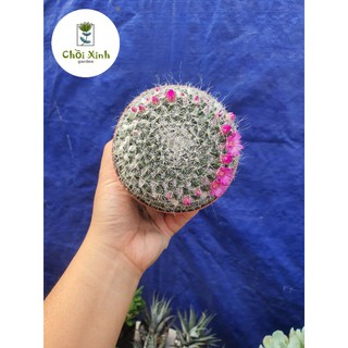 Xương rồng Bánh Sinh Nhật size lớn