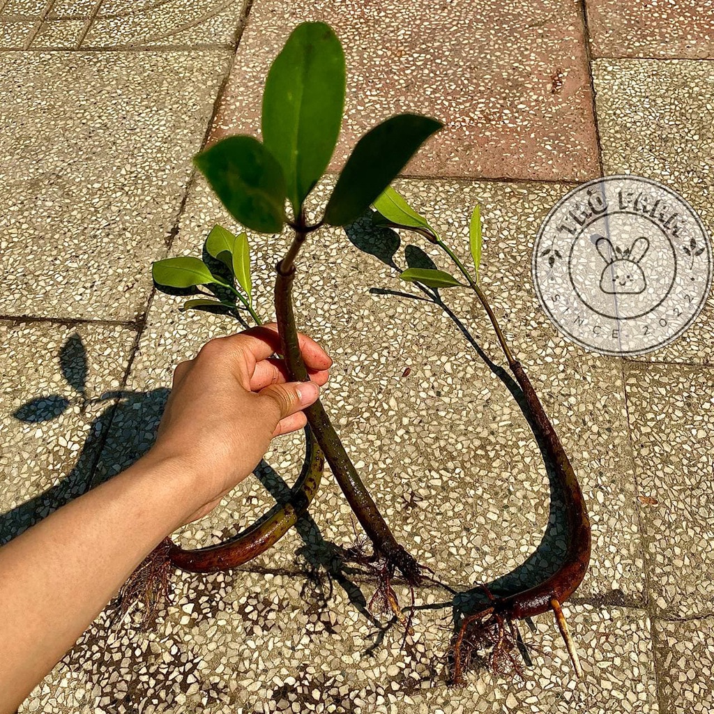 Cây Đước Con - trang trí thủy sinh, hòn non bộ, tiểu cảnh - biotope - bán cạn