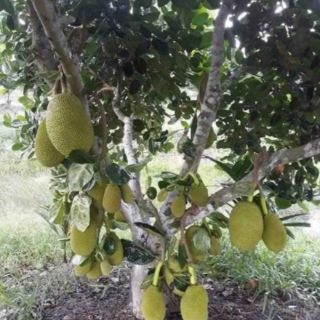 Cây 🌲 Mít thái chân rai....mít thái siêu sớm
