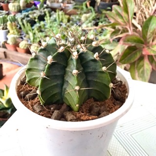 Xương rồng gym vân size 7cm
