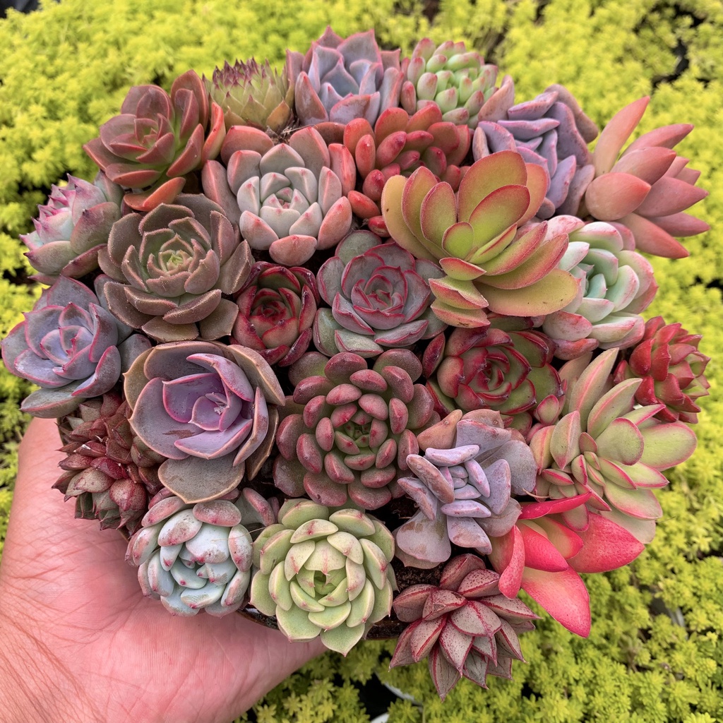 Sen đá mini Gấu Trúc mix màu 6 loại khác nhau, siêu đẹp, thích nghi mọi khí hậu, lỗi 1 đổi 1