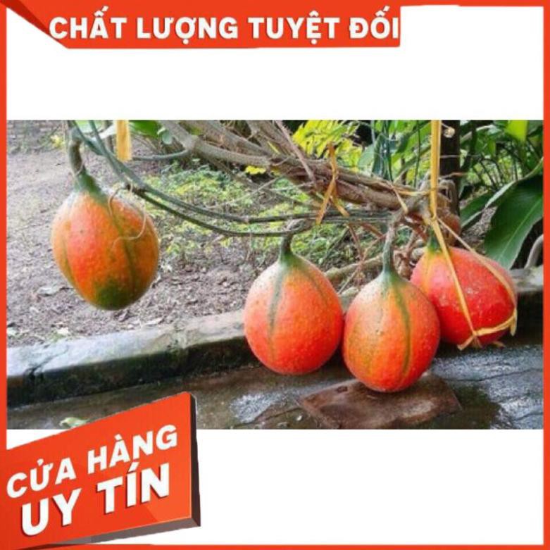 Dầu gấc nguyên chất lọ 100ml giúp bổ máu, sáng mắt, đẹp da