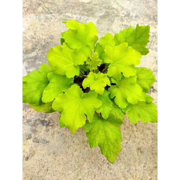 Chậu cứng kiểng lá - Bộ sưu tập sức sống xanh