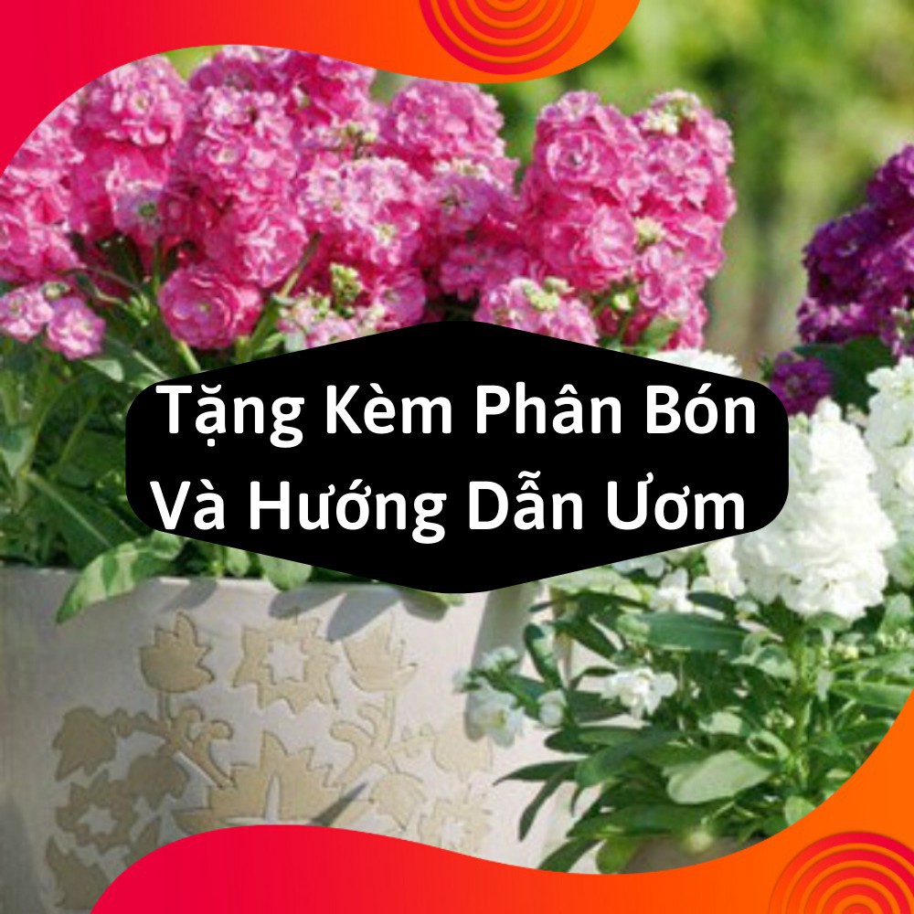 Combo 2 Gói Hạt Giống Hoa Hoàng Anh