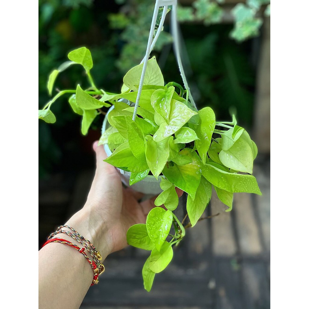 Chậu treo Epipremnum aureum Neon (Trầu Bà Vàng) chậu treo bí ngô