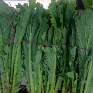 Hạt giống rau Cải Mèo F1