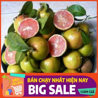 CÂY GIỐNG CHANH ĐÀO Chuẩn giống F1