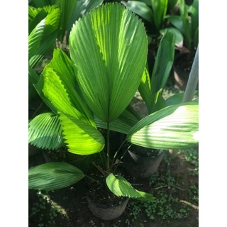 Cây Kè Nhật